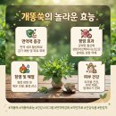 ◎ 개똥쑥의 놀라운 효능 이미지