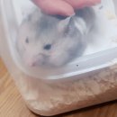 찍 이미지