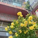 제비표페인트 - 영천시 시장로 10 | [보령] 반찬도 다 맛있는 오삼불고기 맛집, 보리마을불났네