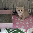 야옹아 멍멍해봐 세종점 이미지