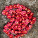 거제지심도 이미지