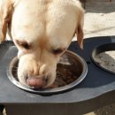 마이펫미트 이미지