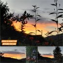 촌부의 단상-옥수수 농사의 보람 이미지