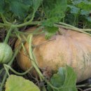 호박한의원 이미지