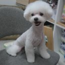 똥강아지애견샵 이미지