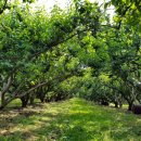 옥영농장 이미지