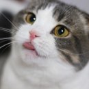 이야옹 이미지