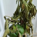 병오농장 이미지