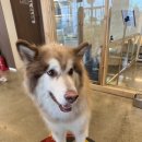 애니멀클럽 이미지