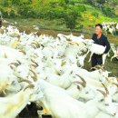 기조목장 이미지