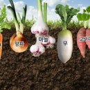 뿌리환경