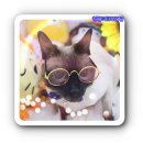 모전 안경 이미지