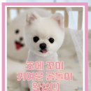 개성있냥