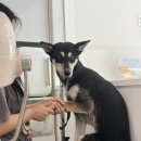 톰&젤 애견미용실 이미지