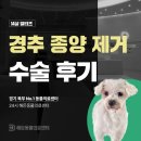 14 | 의정부동물병원,14살말티즈 경추종양제거 수술 후기
