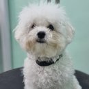 블루맘펫살롱 이미지