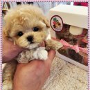 마마스미독 강아지분양 인천점 이미지