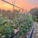 해돈농장 이미지