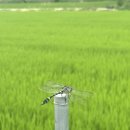 여주-0725 이미지