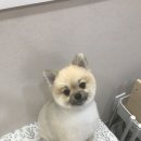 바둑이 쌀롱 이미지