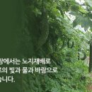 산약선