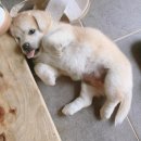 인절미