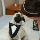 월드펫동물병원 이미지