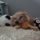 24시청주다옴동물의료센터 | 청주 24시 동물병원 다옴동물의료센터 🏥 노견 심장병 B2 송곳니 발치 치과수술