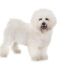 24시 에피소드 동물 메디컬 센터 이미지