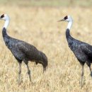 두루미로 이미지