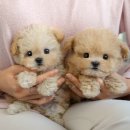 세정메디컬 | 창원고양이분양 메디컬 기반의 분양처