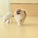 털로덮인친구들 동탄북광장점 이미지