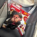 앙팡목장 | 앙팡 아니고 양평 여행~🐑