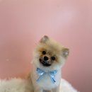 초코네 애견샵 이미지