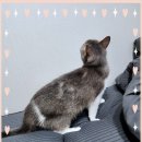 컴투펫 위탁보호센터 | 인천고양이보호소 딱 한 가지만 말하자면 안심이에요