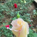 퀸스로드 의류패션 명물거리 | Rose &amp; 부부데이