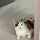 필종합동물병원 이미지