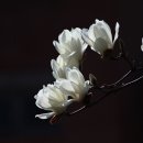 겨울여행지추천 아산세계꽃식물원 겨울 실내데이트 명소~ 충남 아산 여행 가볼만한곳 한겨울 실내여행지 아산세계꽃식물원 탐방 이미지