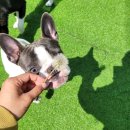 감성있개 이미지