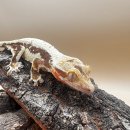 로던트클럽 강서마곡점 | 햄스터 분양 로던트클럽 강서 마곡점 서울 오픈(11월 오픈)