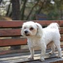 신나무실육교 이미지