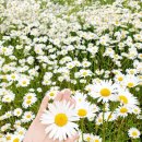 손끝에서 피어나는 페이퍼 플라워 이미지