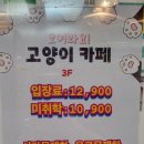 모여봐요 고양이카페 이미지