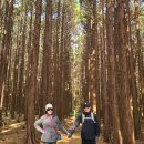 노루밭영농조합법인 | 머체왓 소롱콧길 걷고 이승악 입구에서 대가족 노루를 만나