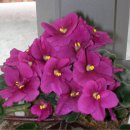 바이올렛 이미지