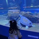 업사이클센터 기획전시실 | 시흥 아이랑 실내 갈만한곳 가성비 아쿠아리움 같은 해양 생태 과학관 예약 방법 솔직 후기