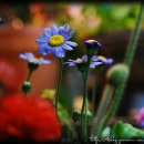 꽃의 노래 이미지