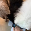 중앙가축약품 이미지