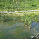 숲속의오리 이미지