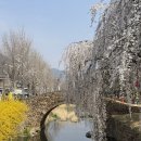 영산면사무소 | 부산 근교 봄나들이 추천 창녕 만년교 수양벚꽃 (실시간 개화, 주차)